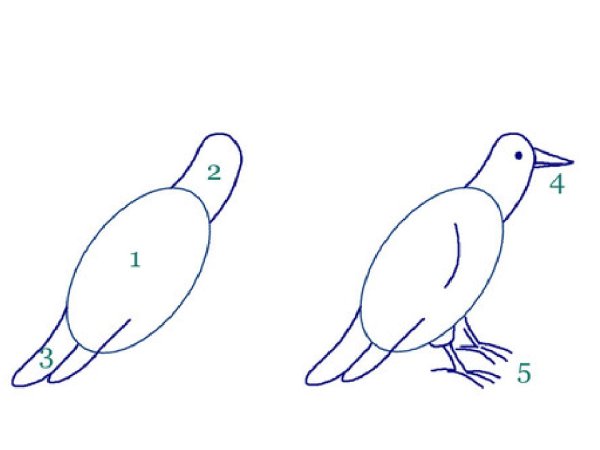 Кукушка поэтапное рисование