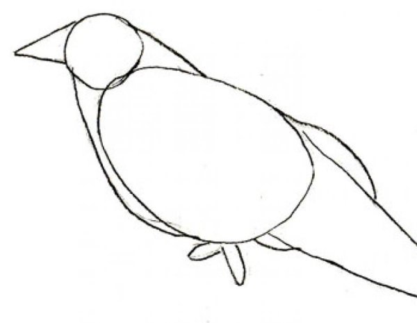 Поэтапное рисование Грача для детей