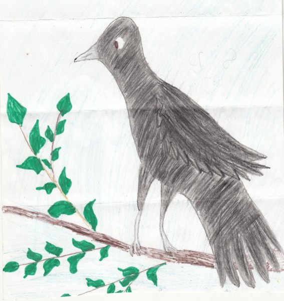 Скворец карандашом