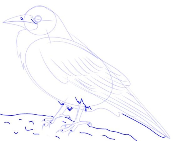 Как нарисовать Грача