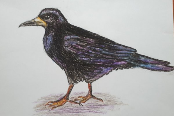 Грач цветными карандашами