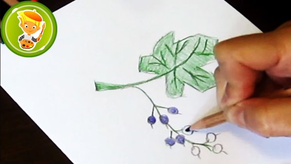 Рисовать смородину поэтапно
