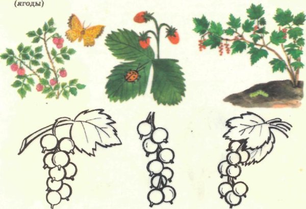 Как нарисовать смородину