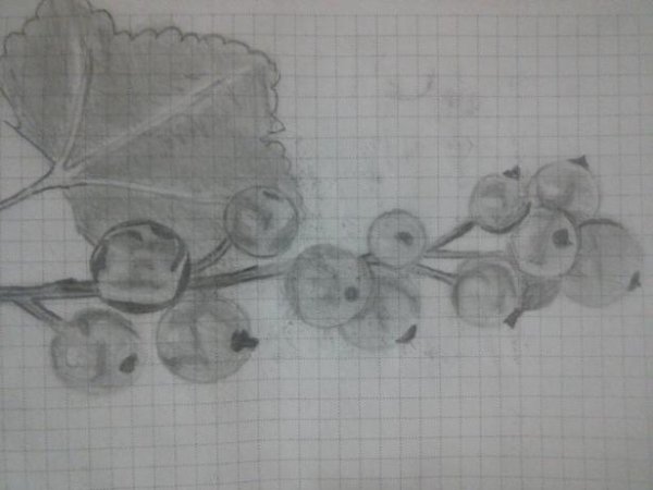 Рисование ягоды смородины пошагово