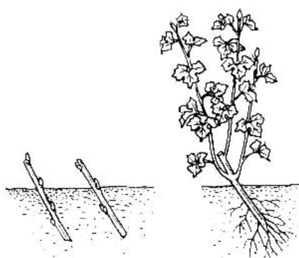 Размножение стеблевыми черенками смородина