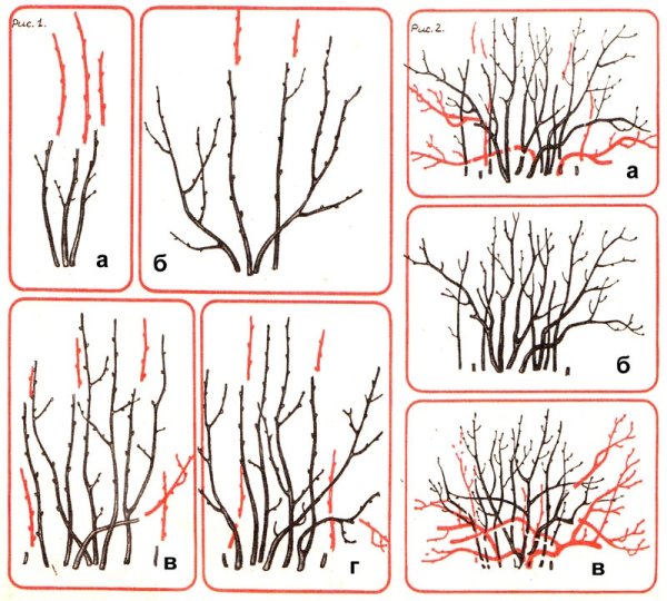 Схема обрезки смородины