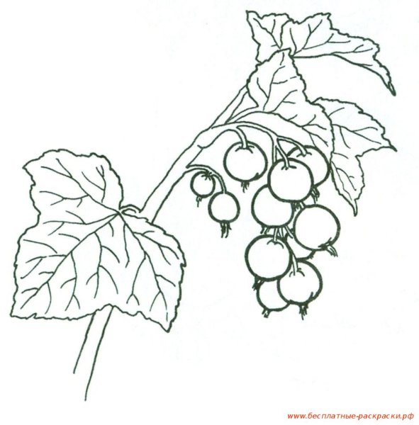 Красная смородина раскраска