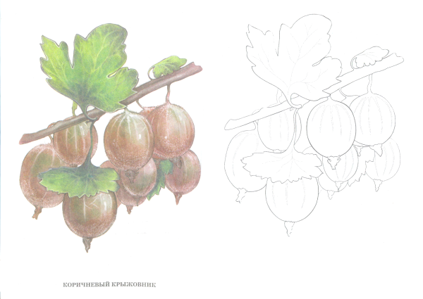 Крыжовник раскраска