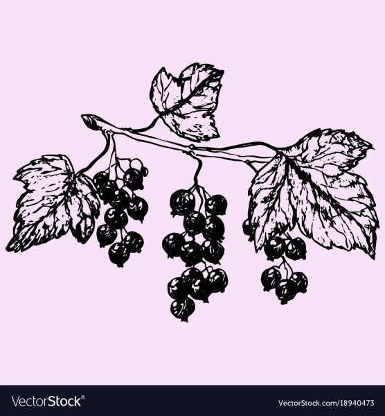 Смородина скетч