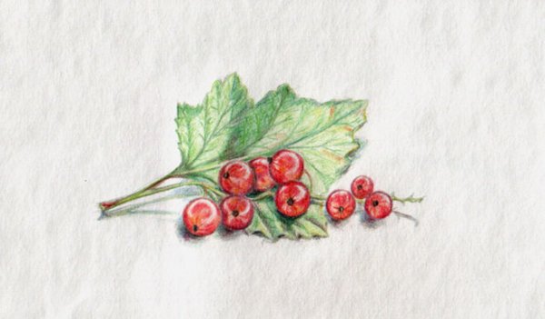 Рисование ветка смородины