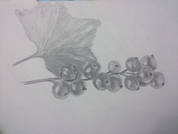 Уроки рисования смородина
