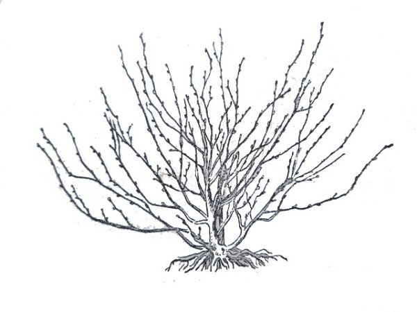 Кустарник без листьев