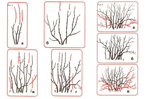 Обрезка смородины йошта