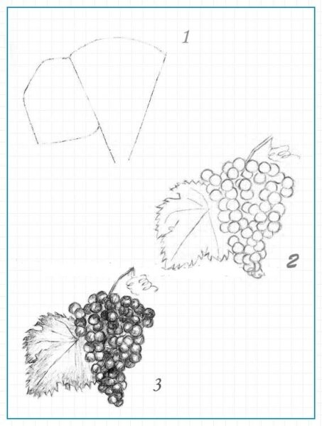 Схема рисования винограда