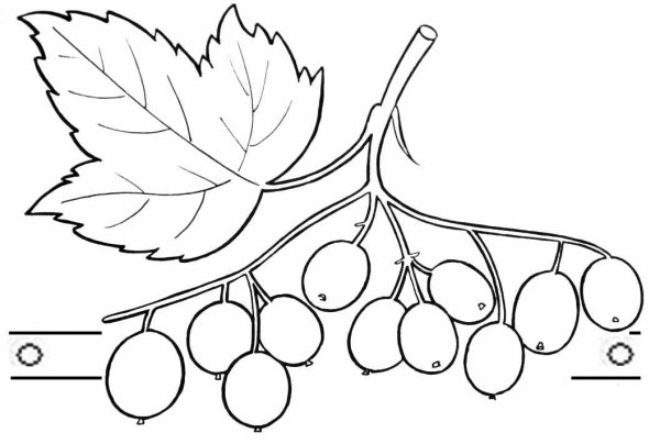 Калина рисунок карандашом