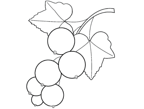 Смородина раскраска для детей