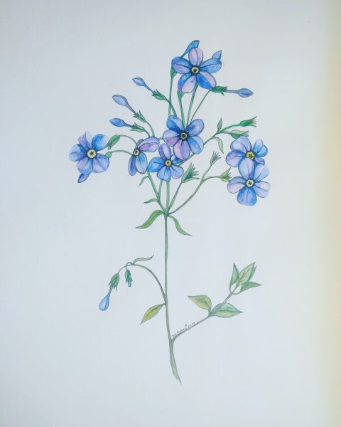 Незабудки ботаника