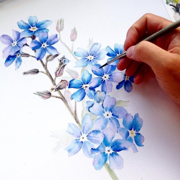 Незабудка акварелью для начинающих пошагово