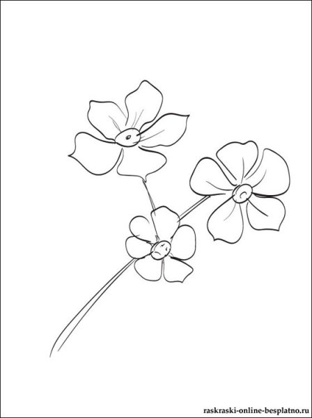 Незабудка карандашом