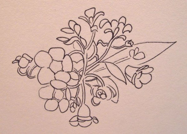 Незабудка рисунок карандашом