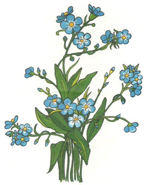 Незабудка Ботаническая иллюстрация