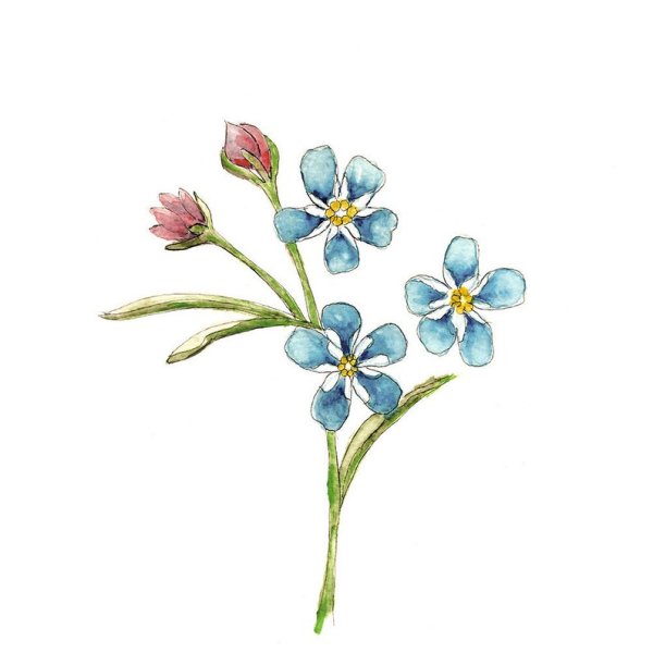 Незабудка цветок акварель