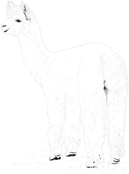 Альпака рисунок реалистичный