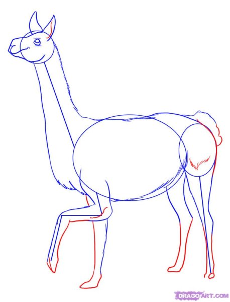 Поэтапное рисование ламы