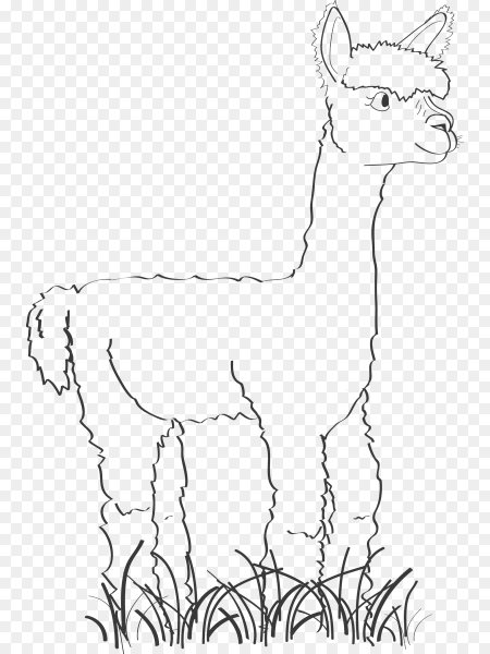 Раскраски ламы и альпаки