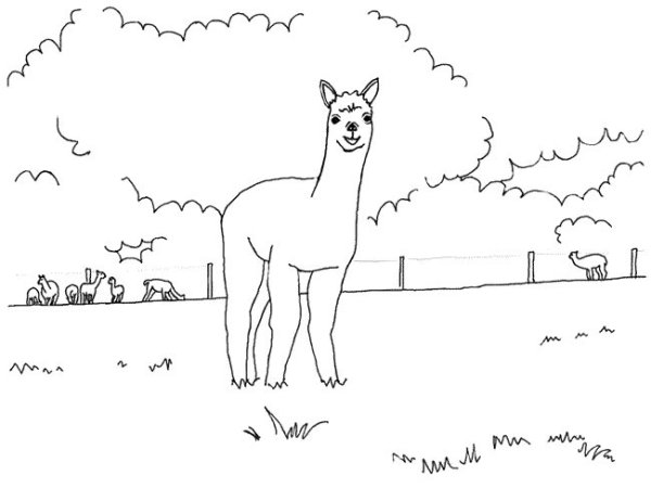 Раскраска антистресс альпака