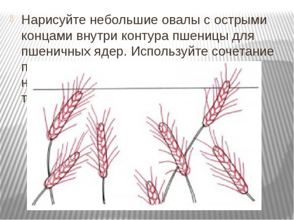 Поэтапное рисование колоска пшеницы