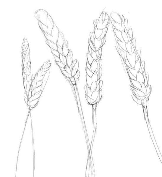 Пшеница рисунок карандашом