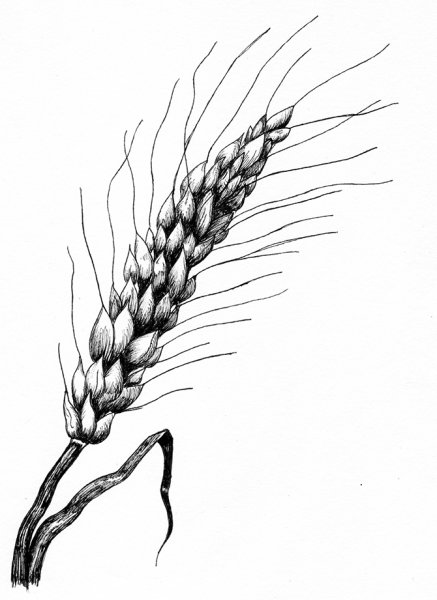 Зарисовка пшеницы
