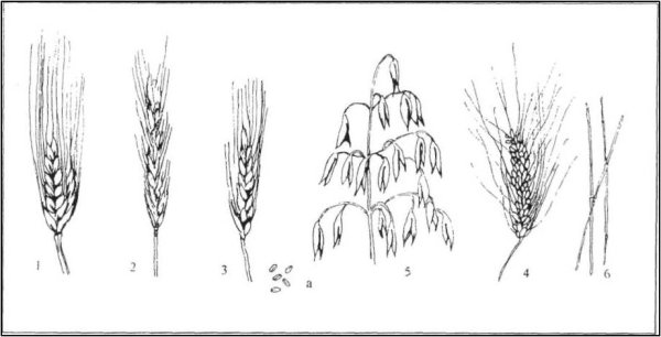 Рис рожь лен овес пшеница