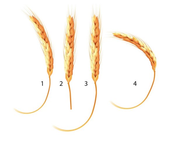 Схемы поэтапного рисования колоска