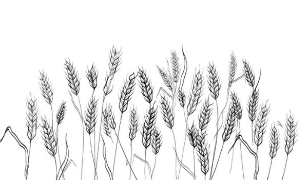 Скетч колоски пшеницы