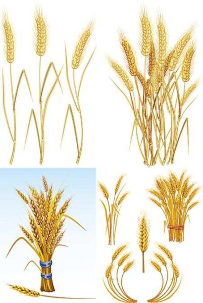 Рисование колосьев в старшей группе