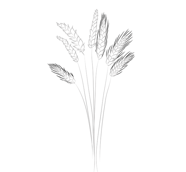 Пшеница рисунок карандашом