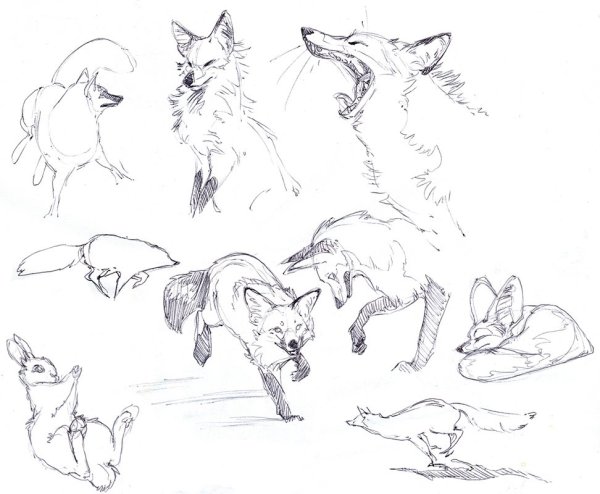 Feral Fox референс