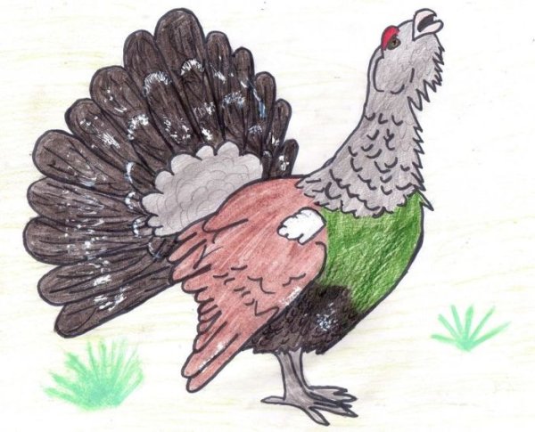 Тетерев рисунок