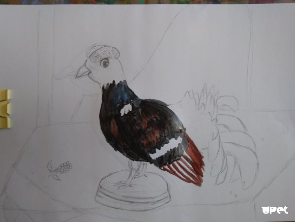 Поэтапное рисование тетерева