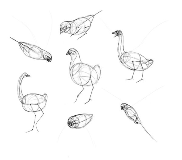 Конструктивное построение птицы