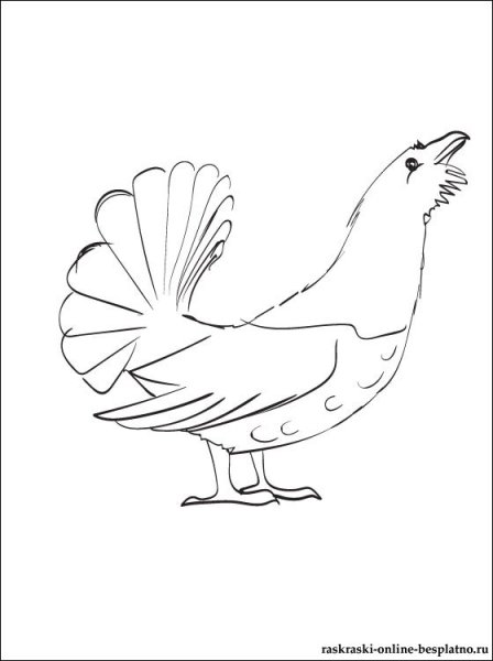 Тетерев раскраска