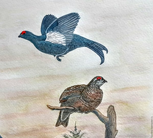 Контур тетерева