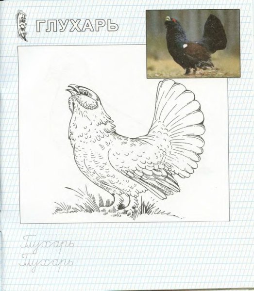 Глухарь птица раскраска