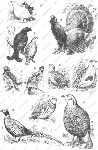 Рябчик куропатка перепел Глухарь тетерев