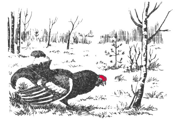 Мишень тетерев Косач