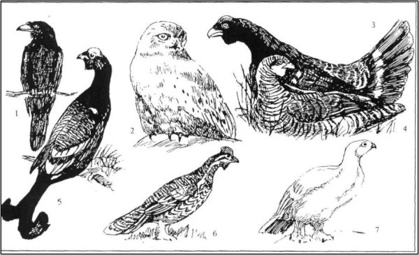 Самка глухаря рисунок