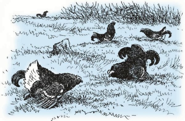 Нарисовать тетерева