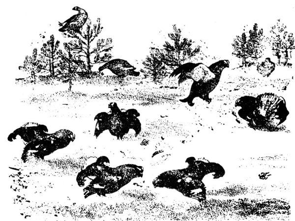 Тетерев Косач пришвин